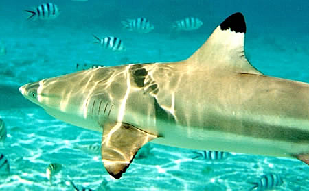 Nature Complete Tour