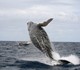 whale tour samana thumbmail